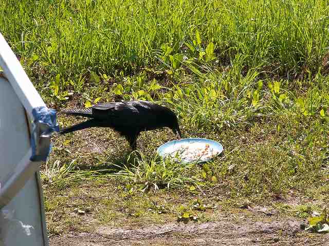 カラスのカーコ