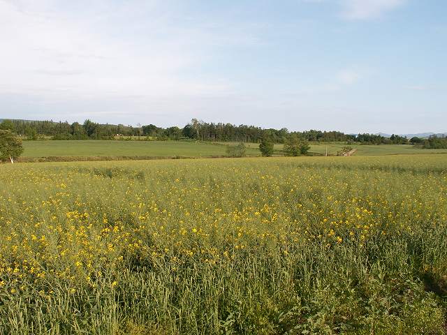 散りかけの菜の花