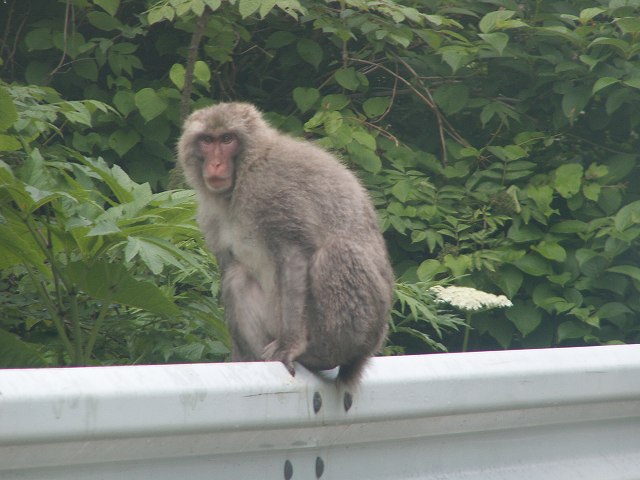 下北のサル